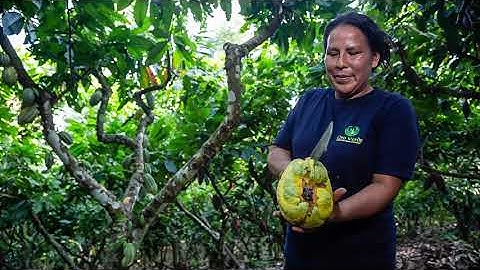How to cup open a cocoa pod like a pro