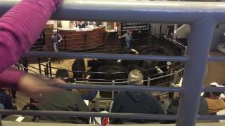 Cattle Auction