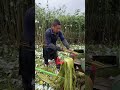 The Process Of Peeling Tana Skin Shorts 