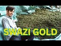 How SWAZI GOLD Strain is Grown in Swaziland | Traditional Cannabis Cultivation Documentary