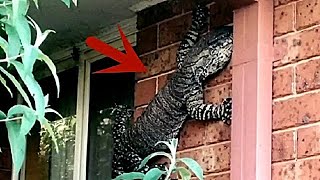 Dikirain Tokek SUPER, Ternyata Ini yang Menjajah Rumah Orang ini | Video Aneh Hewan