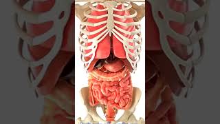 “How Breathing Really Works Inside Your Body 🫁 | Diaphragm & Lungs Explained in 3D Science”