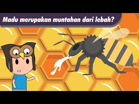 Video: Dari mana asal tawon?