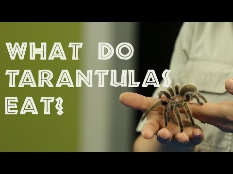 Episode #6 - What do Tarantulas eat?
