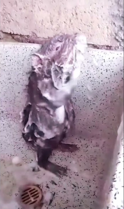 Tikus Mandi Pakai Sabun Biar Wangi #shorts