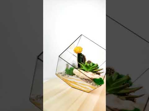 Флорариум куб (мини-сад с живыми суккулентами)