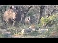 Running Rhino Surprise Passing Through  The Sleeping Lions
