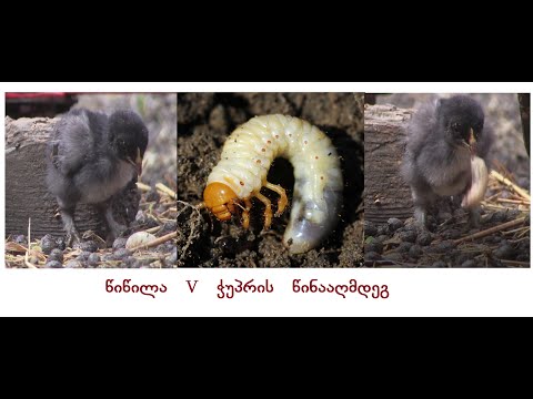 წიწილა vs მახრის ჭუპრის წინააღმდეგ