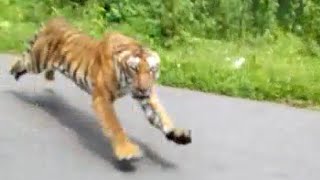 | Tiger Attack While Driving Bike | | In Kerala | | Bathery-Pulpally road |