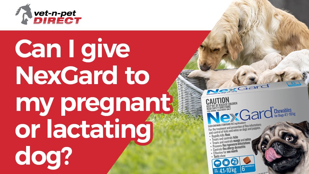 Can A Pregnant Dog Take Nexgard?