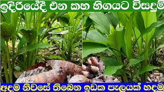 ආවම පොහොර භාවිතයෙන් සාර්ථක යටිතල කහ වගාව | Kaha wagawa