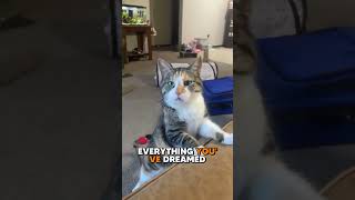 RIGHT MEOW  #animalvoiceover #funny  #cat