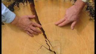 How To Read Tree Growth Rings