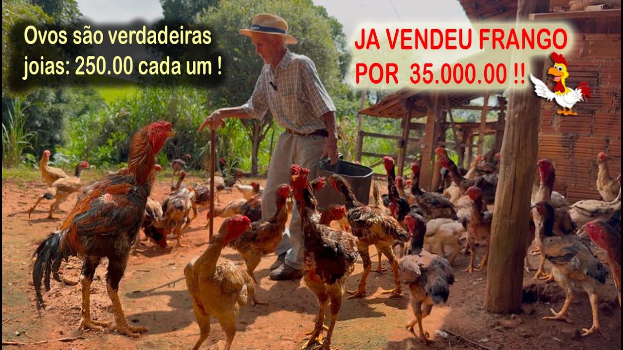 ZE PEDRO E SUAS GALINHAS GIGANTES UMA DUZIAS DE OVO 2.500.00 🐔 QUE IMPRESSIONAM PELO TAMANHO