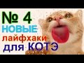 лайфхаки для кота 4