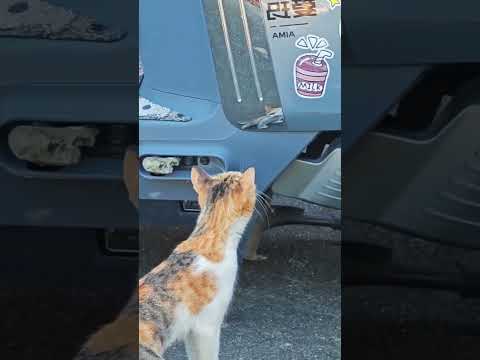 This Cat Is Confused 😂
