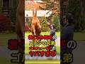 着ぐるみ疑惑のゴルシの兄弟オルフェーヴルがヤバすぎるwww #競馬 #ウマ娘 #オルフェーヴル #ゴールドシップ