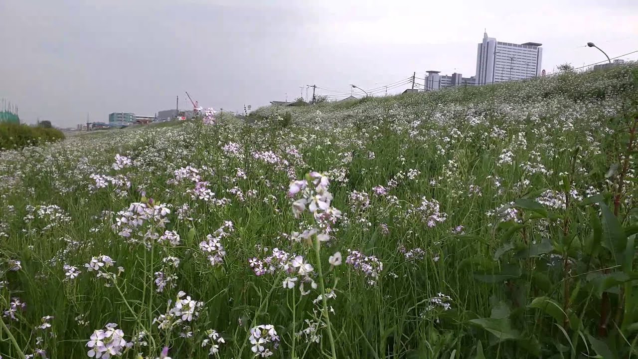 多摩川のハマダイコン Youtube