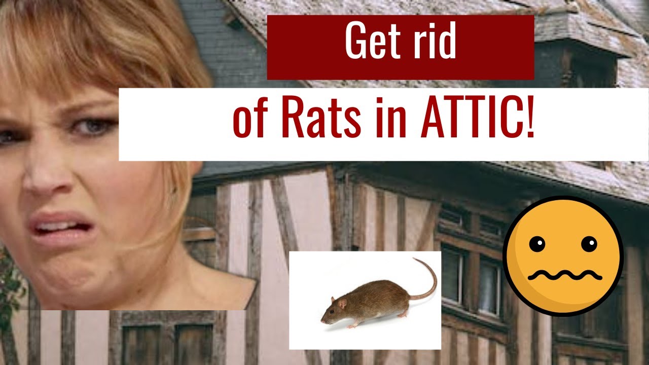 Rats in Attic League City 4094339055 YouTube