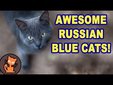 11-reasons-russian-blue-cats-are-awesome-compilation.-funny,-cute,-and-smart-russian-blue-cats!