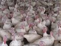 Thanksgiving's Toll on Turkeys