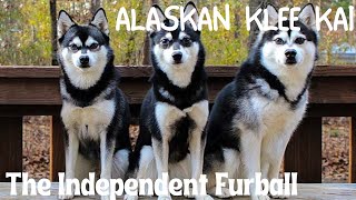 Alaskan Klee Kai : The Independent Furball