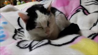 Nacchan, Ready To Sleep With A Blanket Of Marie Chanなつちゃんマリーちゃんの毛布で寝る準備