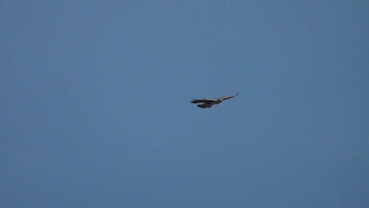 Bonelli's Eagle 