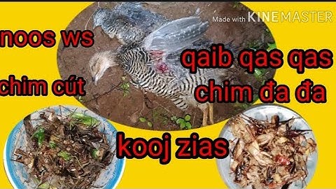 yos hav zoov tua noos qaib qas qas - tua noos ws