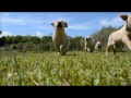 Lion King Puppy Stampede