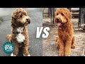 Labradoodle VS Goldendoodle: 10 Similarities | Which Poodle Mix Breeds Is Better?