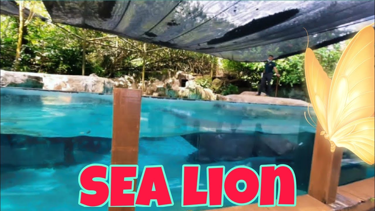 SEA LION FEEDING TIME // SINGAPORE ZOO // ZSM PILAR VLOG YouTube