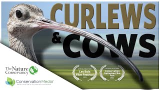 Curlews & Cows - The Nature Conservancy in Montana by Conservation Media® 95 views 1 year ago 1 minute, 24 seconds