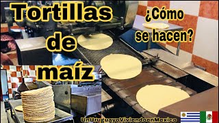 ¿Cómo se hacen la tortillas de maíz en una tortillería? (Veremos el proceso paso a paso)