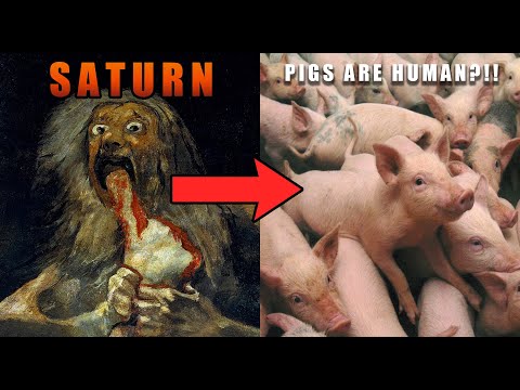 Video: Can a pig eat a person: theories, assumptions, facts, interesting and unusual stories