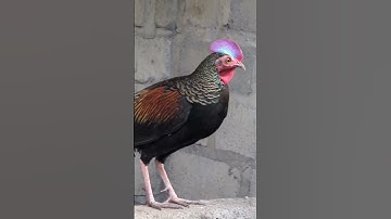 Alhamdulillah, his comb is standing straight #fyp #shorts #greenjunglefowl #chicken #minizoo #trend