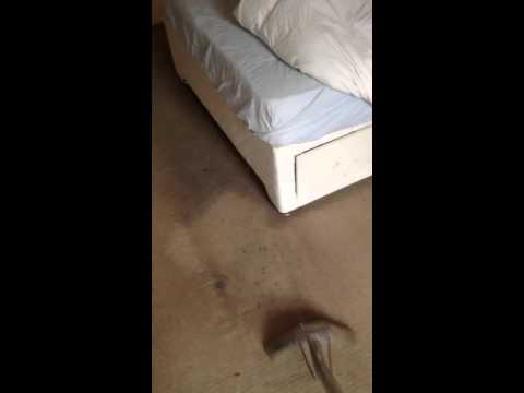 Carpet Cleaning Notting Hill
