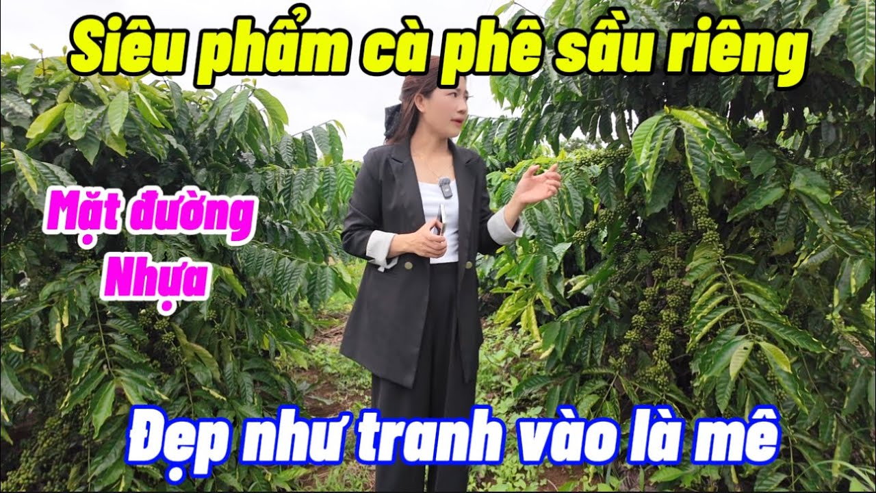 Siêu phẩm cà phê sầu riêng bám mặt đường nhựa liên xã . 7.900m2 đẹp mê mẩn 