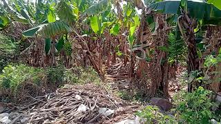 Banana Trees