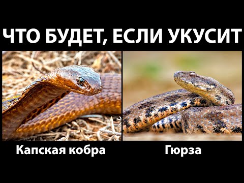 Video: Morfometrijske Karakteristike I Sezonska Blizina Ciparskog Zuba Malog Nosa Macrovipera Lebetina Lebetina (Linnaeus, 1758.)