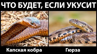 Укусы кобры и гюрзы. Рассказ герпетолога