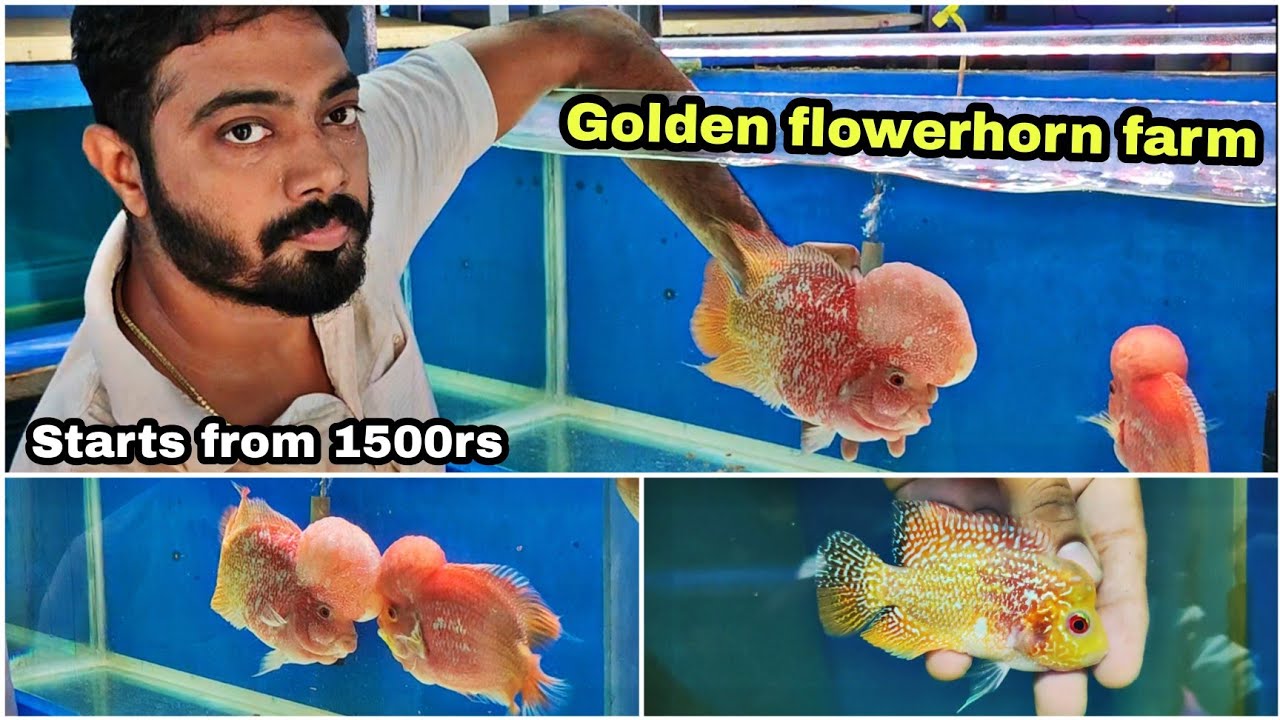 Biggest Golden flowerhorn farm tour | chennai | தமிழ்