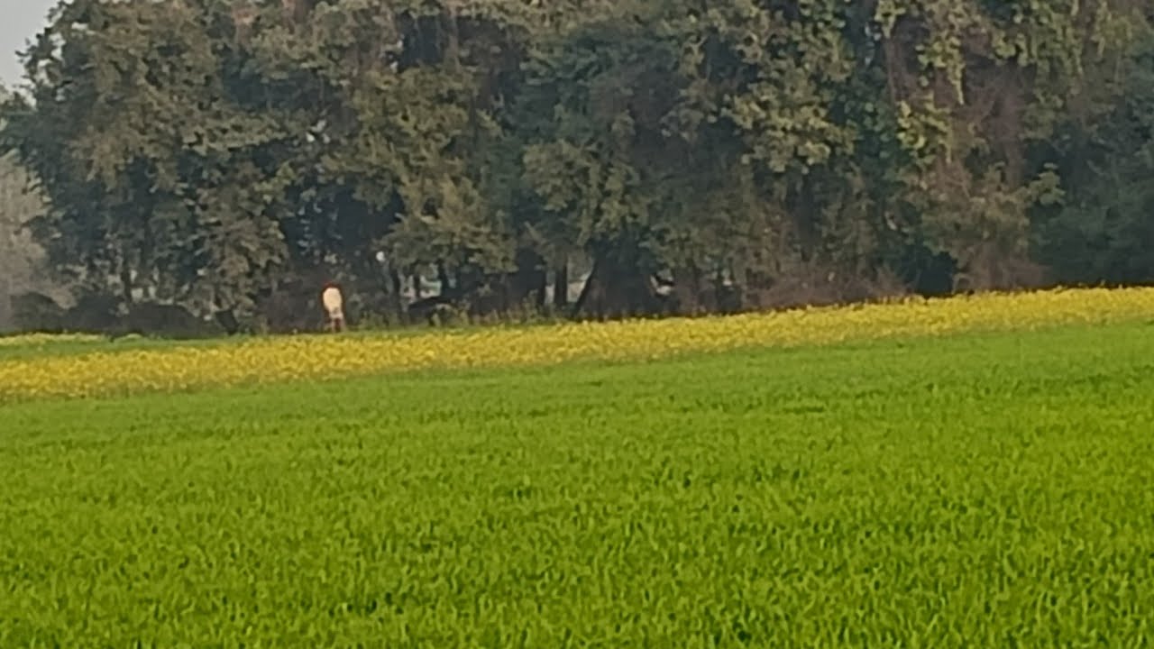 सुप्रभात प्रणाम स्वागत है आप सभी का मेरी लाइव में 🙏🌿🌼