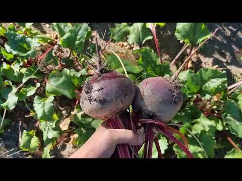 Буряк Ноховскі, 20 г (Roltico, Польща) — Ранньостиглий, оброблене насіння, ідеально круглий та темно-бордовий, видео 1