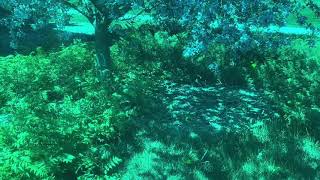 Spot the Tiger