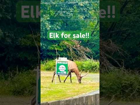 Elk for sale!! #bullelk #hunting #forsale
