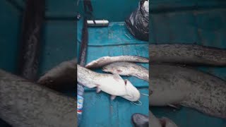 Супер рыбалка в Астрахани / Огромный улов на крючке !!!