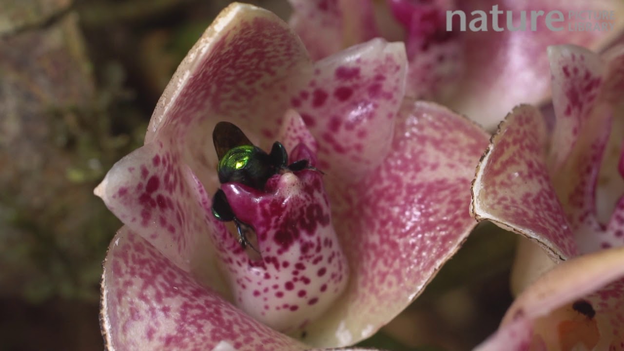 Slow motion clip of a male Orchid bee gathering nectar from an orchid flower, Imbabura Province, Ecu