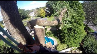 Big Old Tulip Tree Takedown Day 2  Arborist Dismantle  Rigging And Section Felling