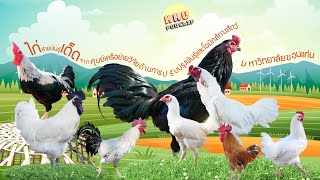 KKU POD CLIP แนะนำน้องไก่สายพันธุ์เด็ด จากศูนย์โอมิกส์ทางสัตว์ มหาวิทยาลัยขอนแก่น มีอะไรบ้าง เชิญชม